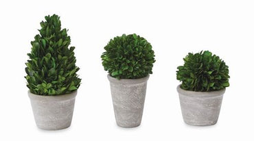 Large Cone Shaped Boxwood in Pot