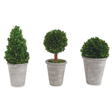 Tall Boxwood Ball in Pot