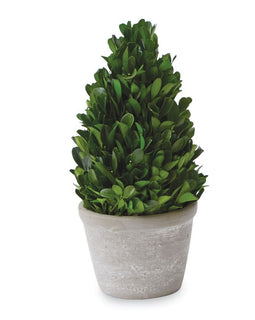 Small Cone Shaped Boxwood in pot