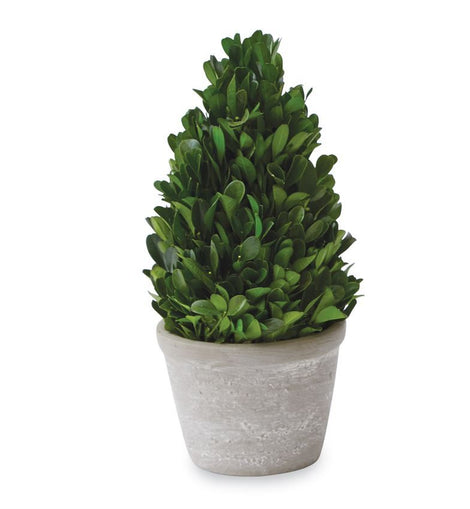 Small Cone Shaped Boxwood in pot