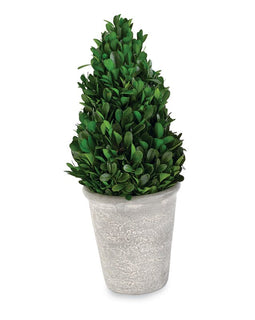 Large Cone Shaped Boxwood in Pot