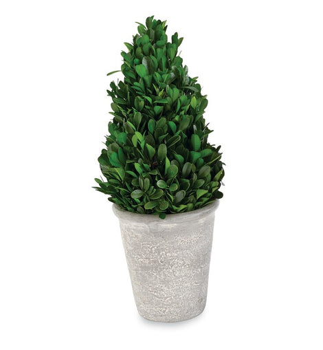Large Cone Shaped Boxwood in Pot